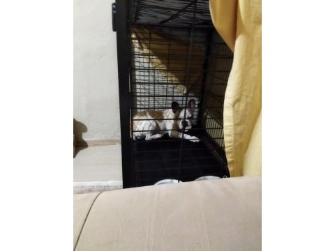 Fransız bulldog köpeği