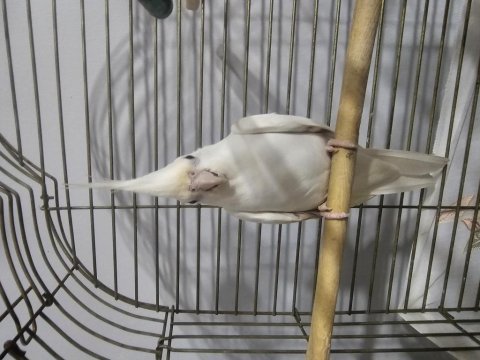 Albino erkek sultan papağanı
