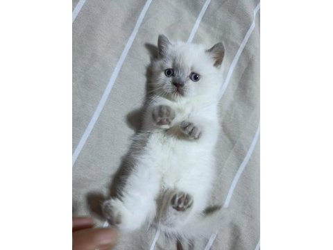 Minik british shorthair bebeğimize yuva arıyoruz