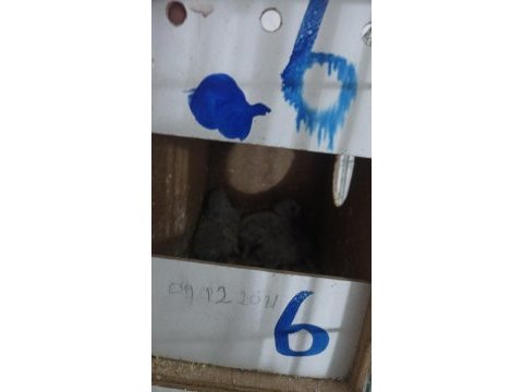 Yavrulu muhabbet kuşu