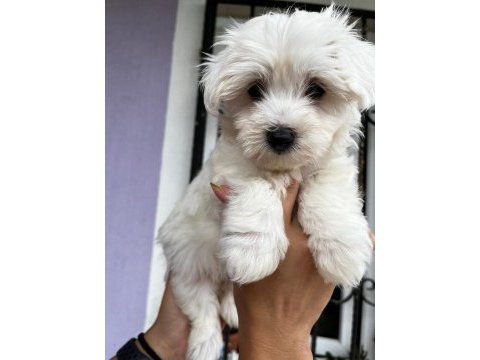 Maltis a kalite terrier dişi tüm illere gönderim