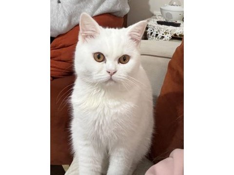 7 aylık beyaz dişi brıtısh shorthaır