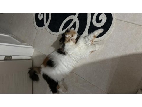 Exotic longhair 1.5 yaşında