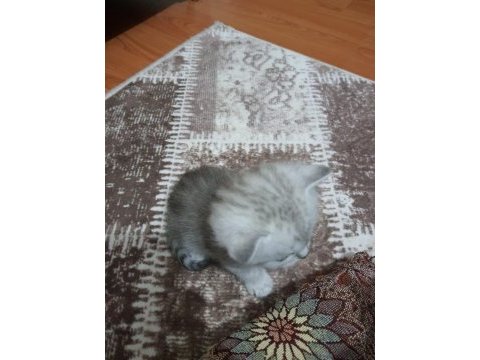Yavru kedi