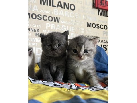 Silver blue ve blue point yavru kedilerimiz