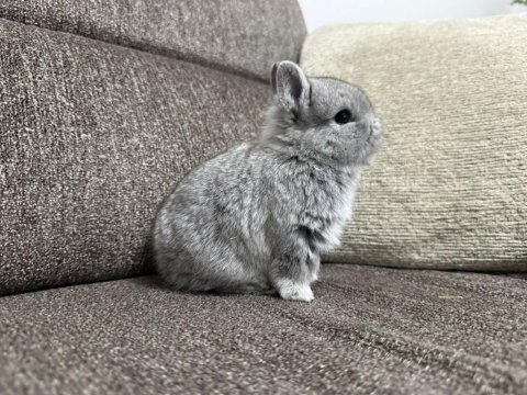 Veterinerden safkan hollanda mini cüce tavşanlar