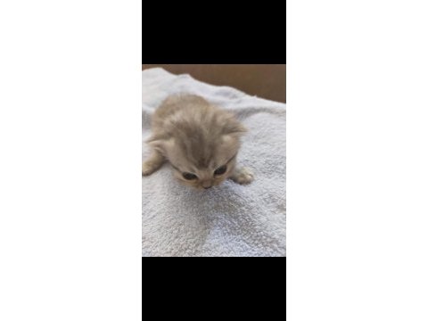 Chinchilla güzellikler burada