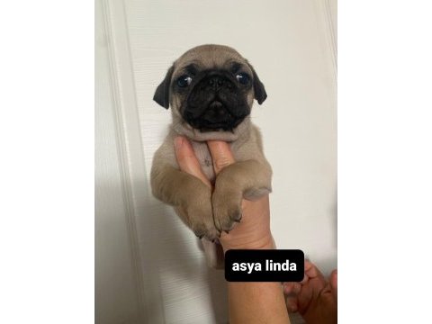 Pug mops bebekler