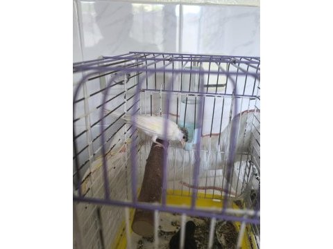 4 aylık tepeli dişi kanarya