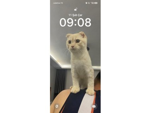 Scottish fold kedimizi sahiplendiriyoruz