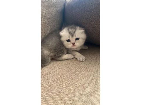 British longhair 2 adet yavru verilecek