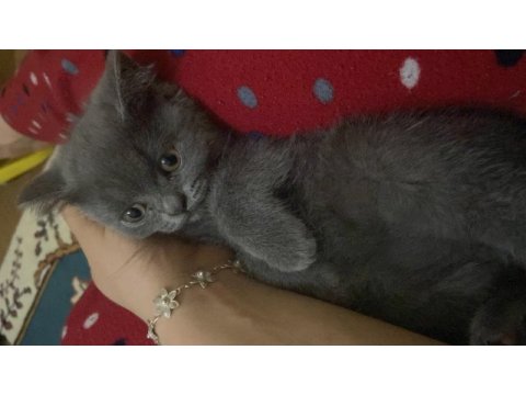 British shorthair yeni yuvasını arıyor