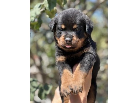 Harika anatomi rottweiler yavrular