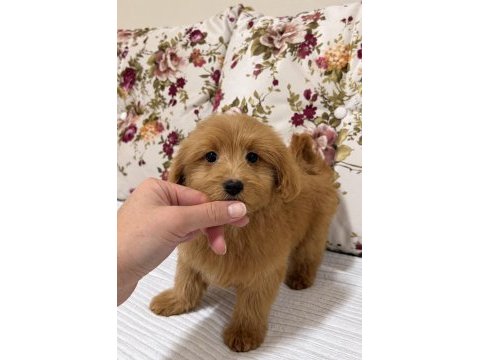Red dişi maltipoo