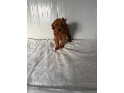 Erkek toy poodle yakışıklı mı yakışıklı ufaklık