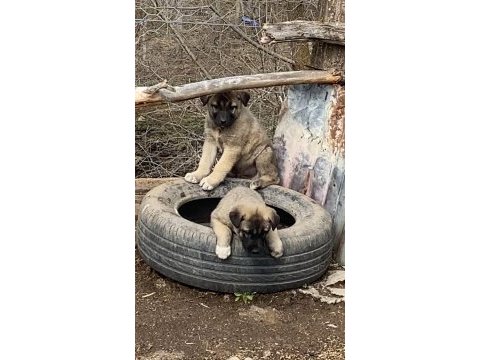 Sivas kangal köpeği yavruları