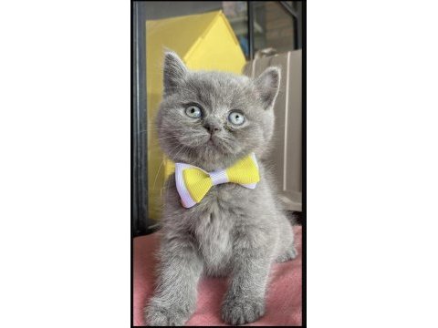 Dünya tatlısı ayı kafa yavru british shorthair