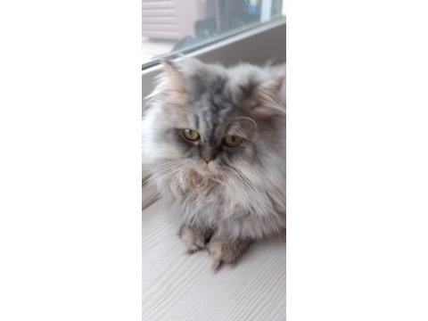 Erkek chinchilla cinsi kedimiz