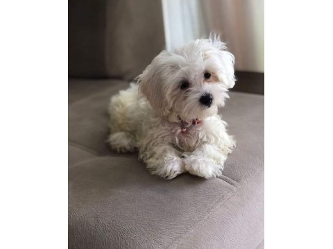 Maltese terrirer bebişler