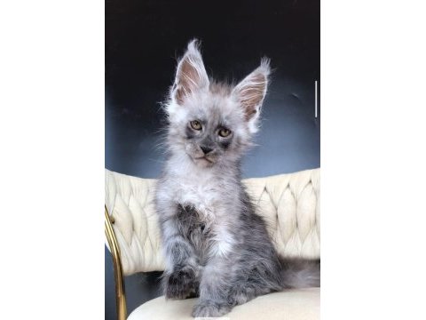 Maine coon wcf erkek black smoke