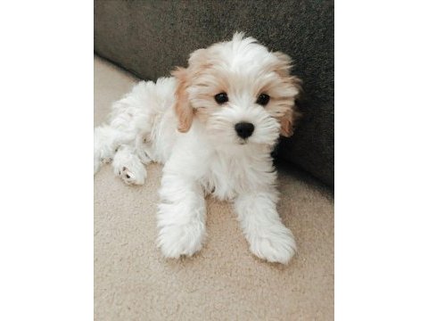 Maltese terrier yavruları bembeyaz kartopu