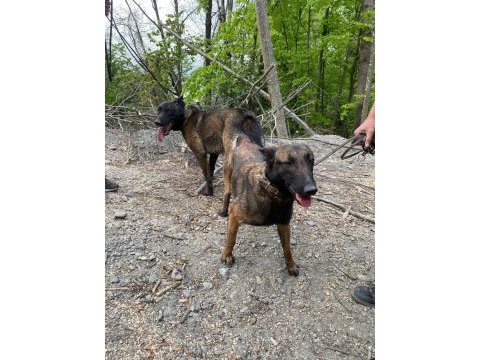 Rezerve açık malinois yavrular