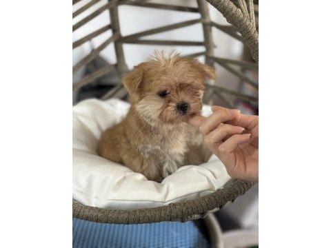 A kalite teacup erkek morkie yavrumuz