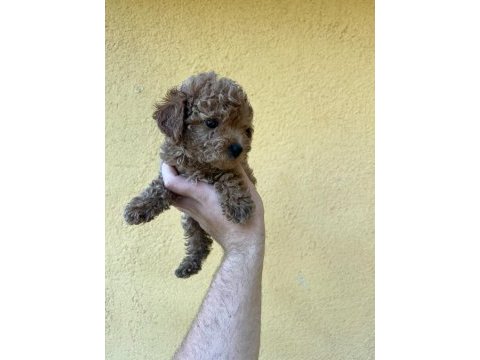 2.5 aylık toy poodle
