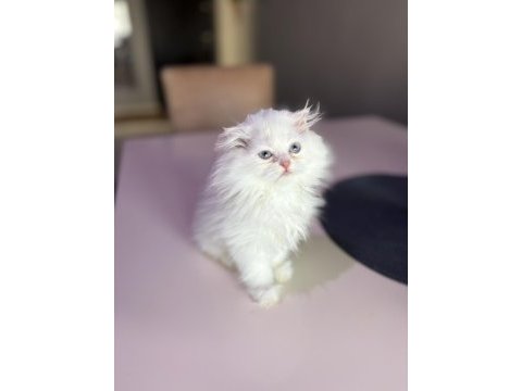 British longhair kedisi