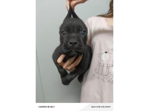 Cane corso yavrular ırk garantili