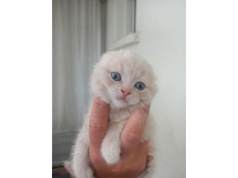 Sıfır kulak safkan scottish fold