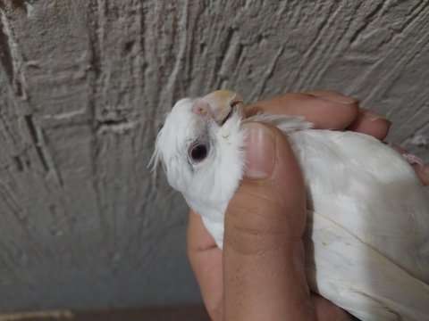 Yavru yeni yeme düşmüş albino sultan papağanı