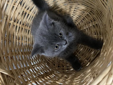 55 günlük british shorthair
