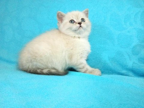 Safkan british shorthair yavrular