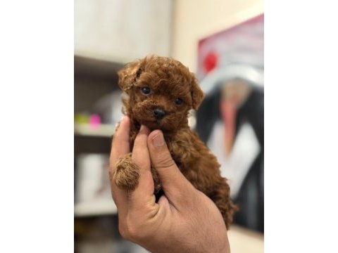 Teacup kore poodle bebekler aşılı ve çiş  eğitimli 
