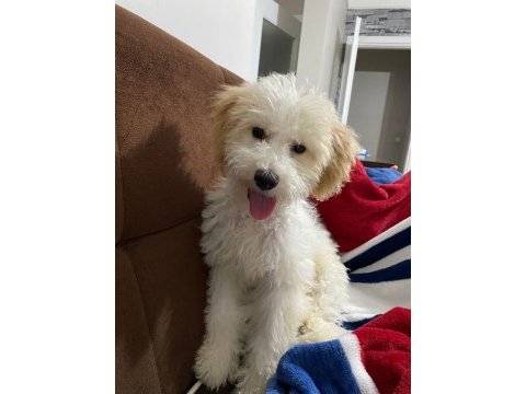 Maltipoo köpeğimi çok üzülerek sahiplendiriyorum