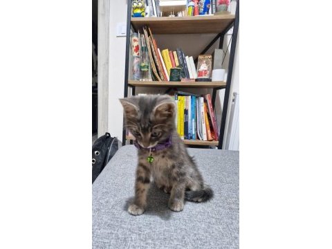 Kedimiz ömere yuva olur musunuz (ücretsiz verilecektir)