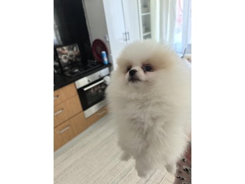 Yer alanya pomeranian boo 27.01.2025 doğumlu