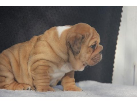 Üst düzey ingiliz buldog yavrular