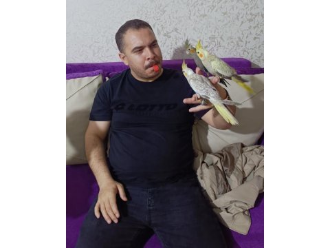 Sultan papağanı sıcak kanlı dost