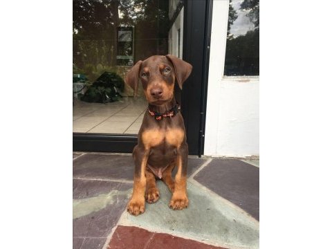 Üst kalite kızıl doberman yavruları