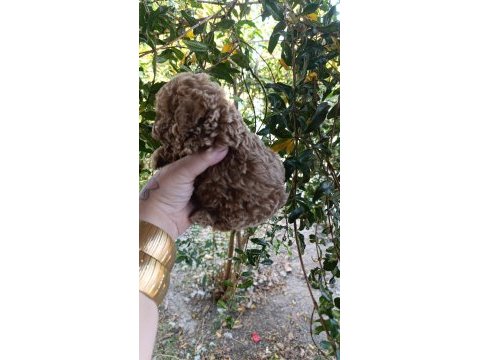 Toy poodle yavrularmız