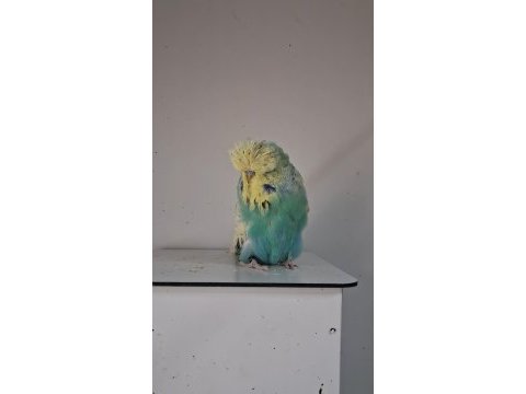 Show jumbo muhabbet kuşları