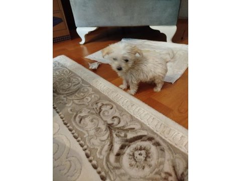 2 aylık maltese