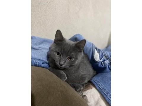 Antalya yavru british shorthair