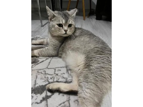 Ücretsiz british shorthair kedimiz
