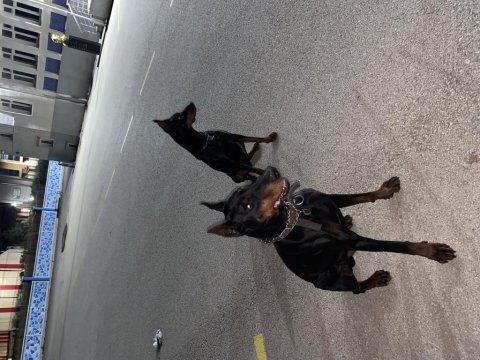 Anne scr’li doberman yavrularımız