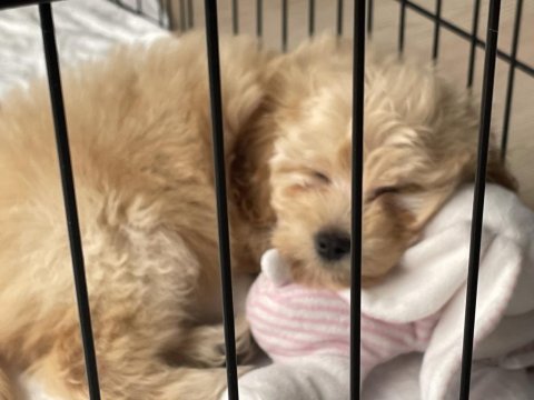 2,5 aylık yavru maltipoo
