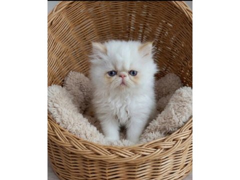 Safkan red point iran persian