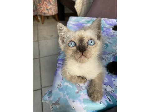 Blue erkek british shorthair oğlumuz